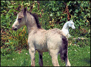 Honey filly
