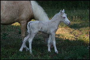 Bailey filly