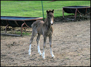 Elegant Lady colt