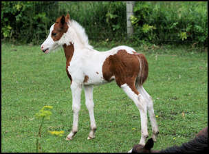 Lyric Colt