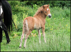 Rainy Doll Filly