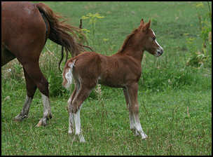 Regal Colt