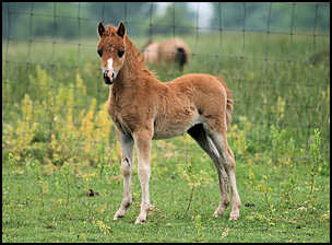 Royal Colt