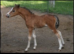 Lolita Colt