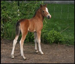 Lolita Colt