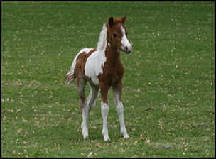 Afire Filly