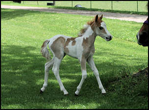 Carmelita Filly