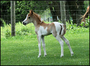 Carmelita Filly
