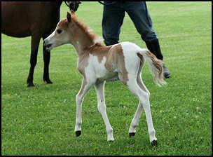 Carmelita Filly