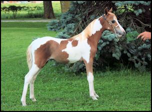 Carmelita Filly