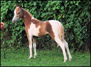 Carmelita Filly