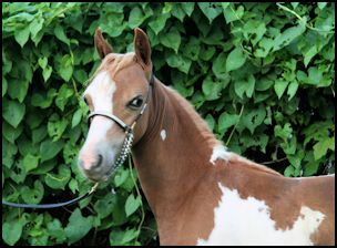 Carmelita Filly