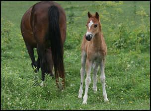 Elegant Lady Colt