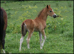 Elegant Lady Colt