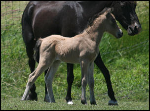 Elegant Lady Colt