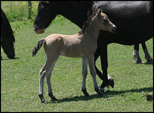 Elegant Lady Colt