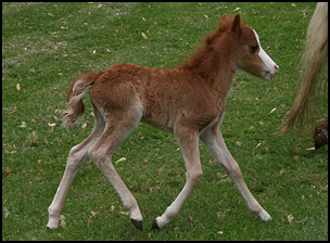 Honey Colt