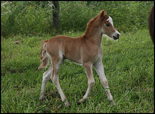 Lolita Colt