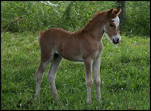 Lolita Colt