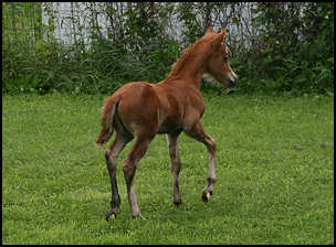 Fashionable Lyric Colt