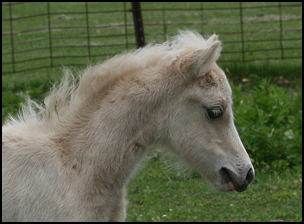 Rain Filly