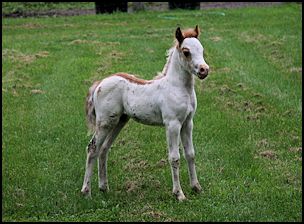 Chrome