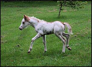 Chrome