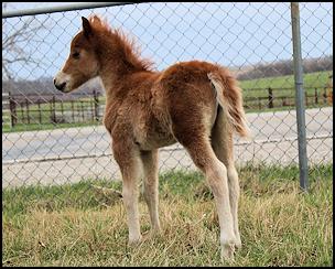 Colt