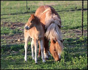 Colt
