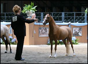 Noble Heir
