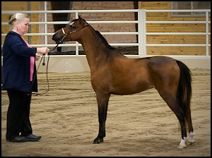 Rhapsody's Sweet Carmelita