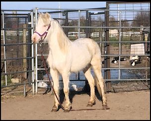 Rhapsody's Irish Creme