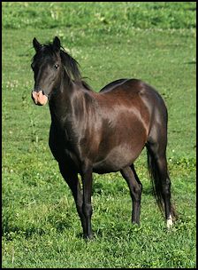 Rhapsody's Flashy Lady