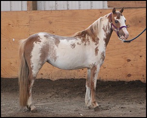 Rhapsody's Scarlet Lace