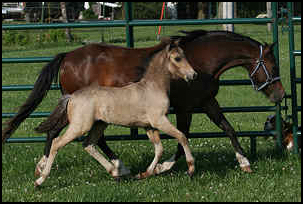 Comanche