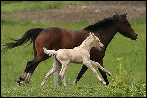 Comanche