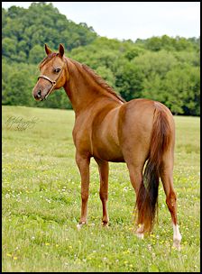 Royal Heiress