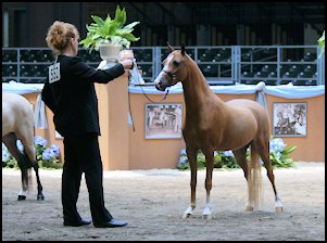 Noble Heir