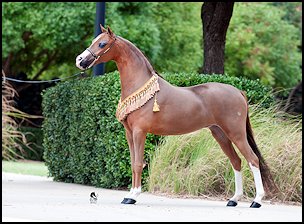 Paris the Heiress