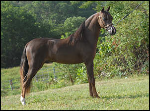 Rhapsody's Fashionable Serenade