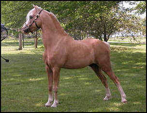 Comanche