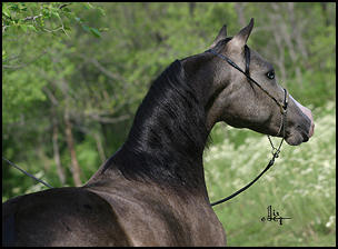 Comanche